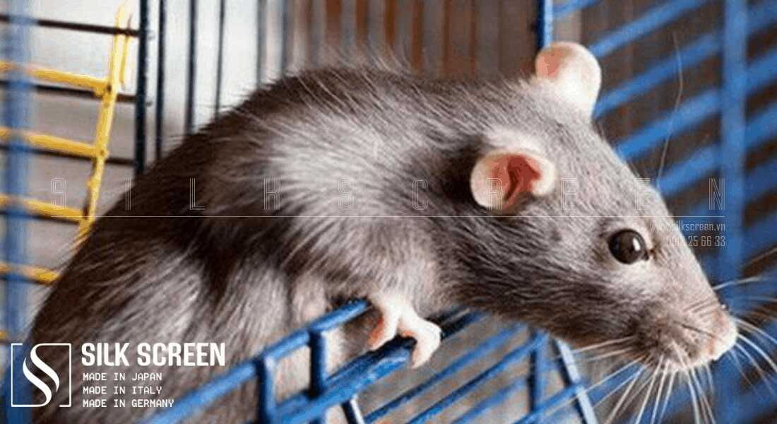 lắp cửa chống chuột