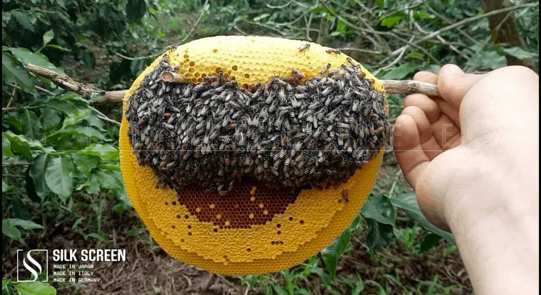 ong ruồi lấy mật