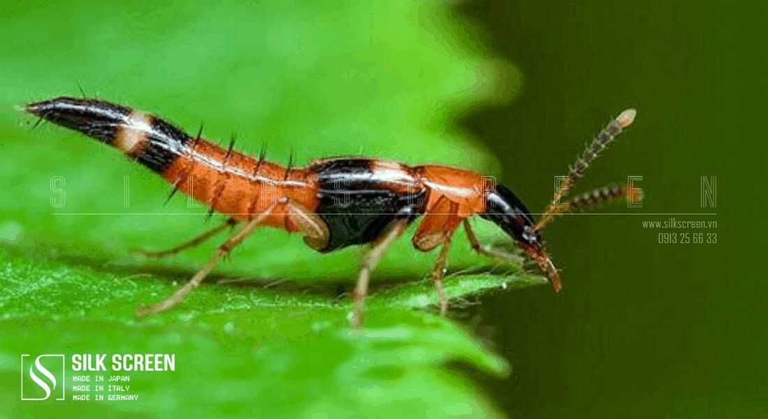 xử lý vết kiến ba khoang