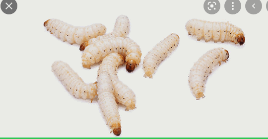 giòi sống được bao lâu