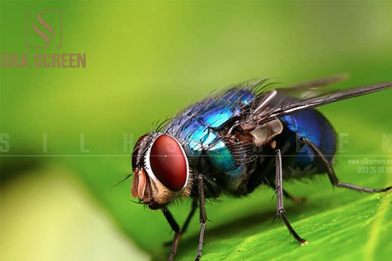 Cách diệt ruồi đơn giản