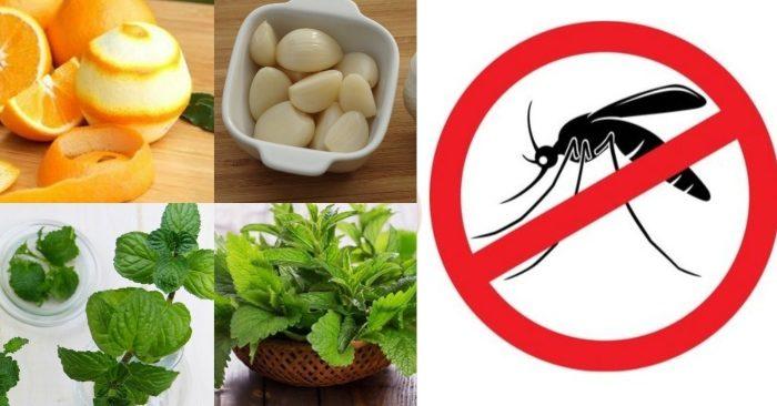 cách đuổi muỗi nhanh và hiệu quả