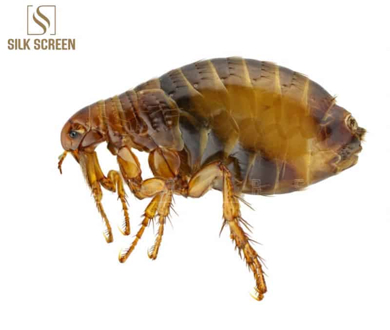 Bọ chét sợ mùi gì